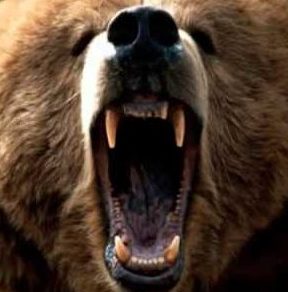 roaring bear